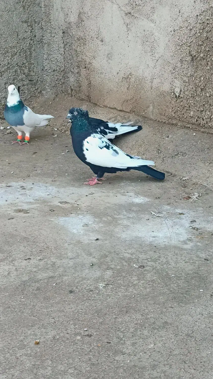 سینه ای سیاه ماده درشت|پرنده|شوشتر, |دیوار