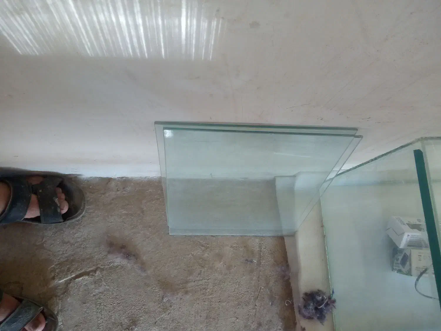 اگریوم|ماهی|بازرگان, |دیوار