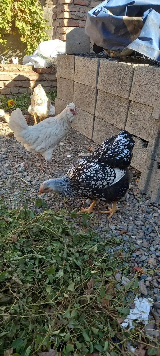 فریح ویاندوت|حیوانات مزرعه|مرند, |دیوار