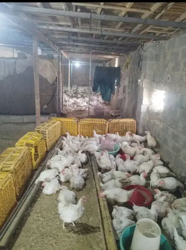 شاگرد مرغداری|استخدام صنعتی، فنی، مهندسی|زابل, |دیوار