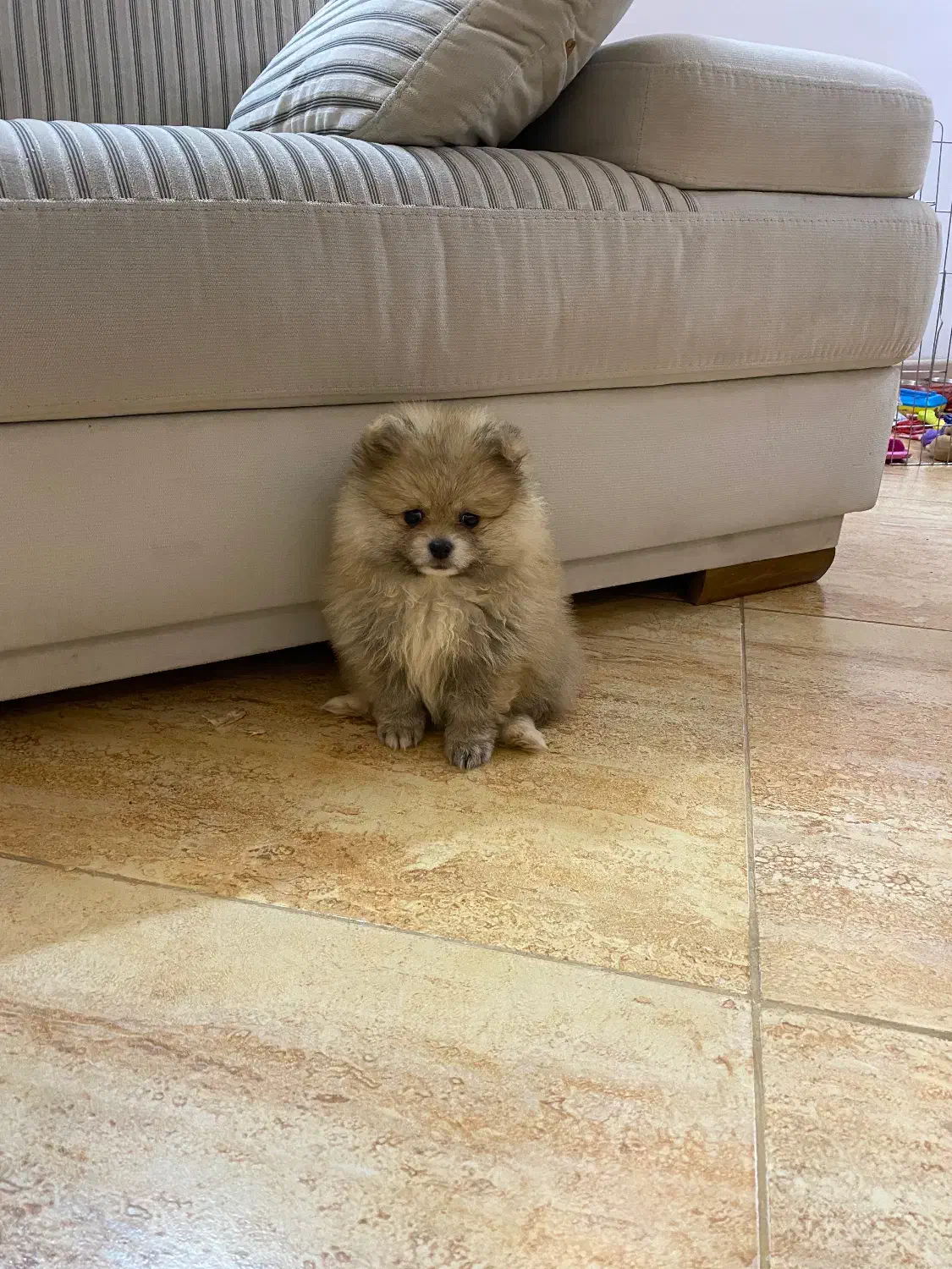 پامرانین|سگ|مشهد, نیروی هوایی|دیوار