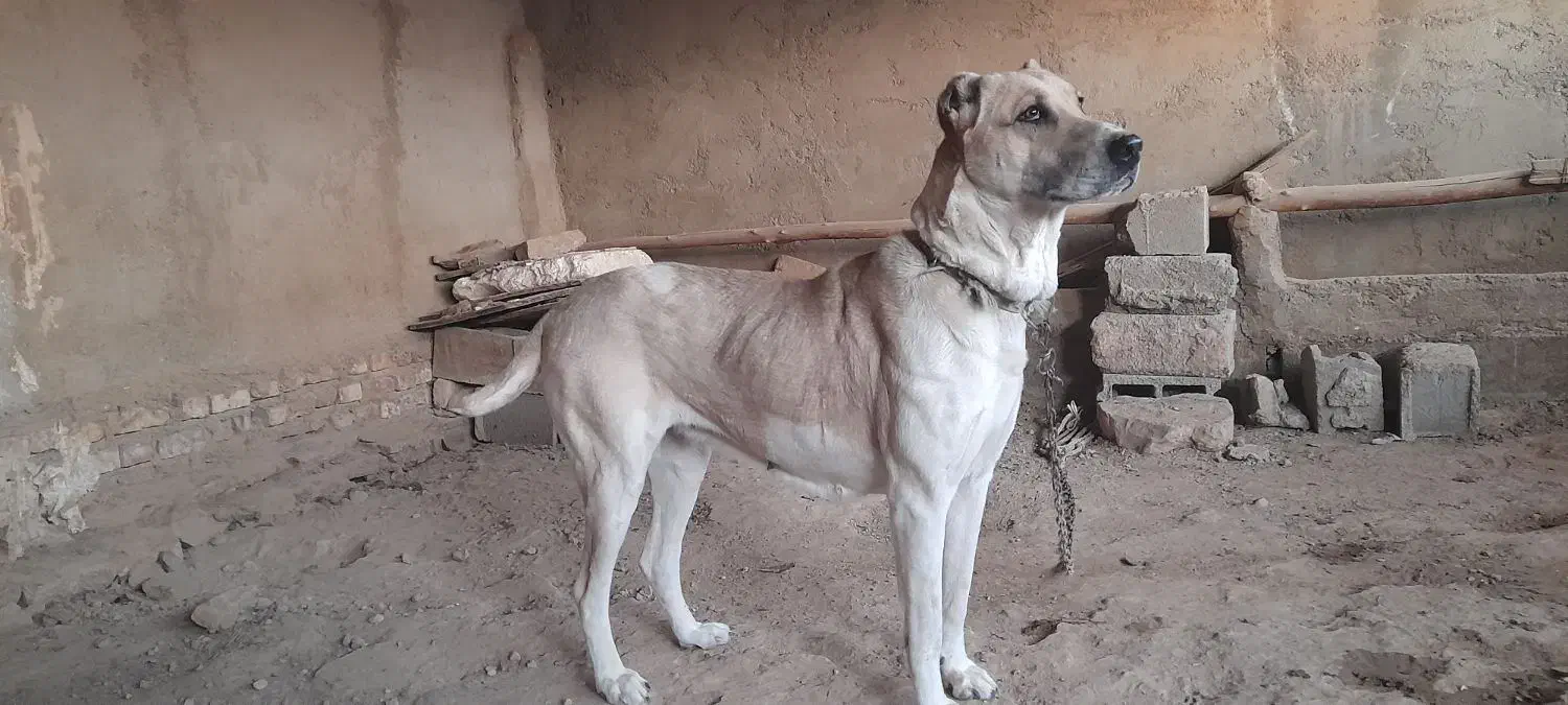 ماده سگ خراسانی|سگ|بجنورد, |دیوار