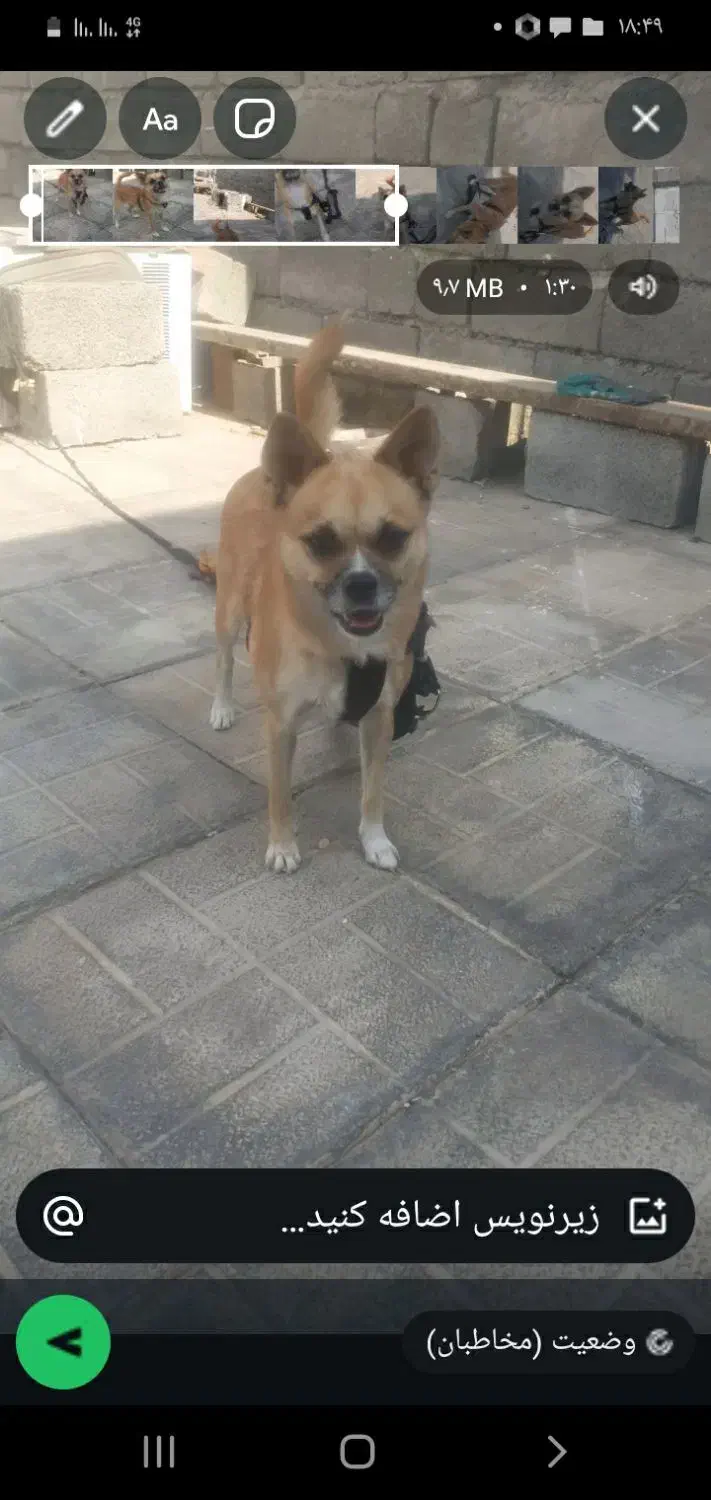 سگ گم شدع|سگ|کهنوج, |دیوار