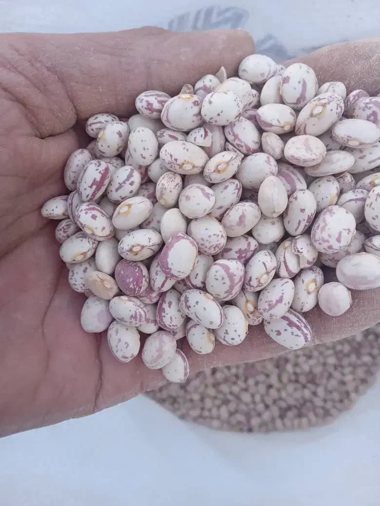 لوبیا چیتی و قرمز و تخمه کدو از مزرعه حذف واسطه|خوردنی و آشامیدنی|شیراز, آزادی|دیوار