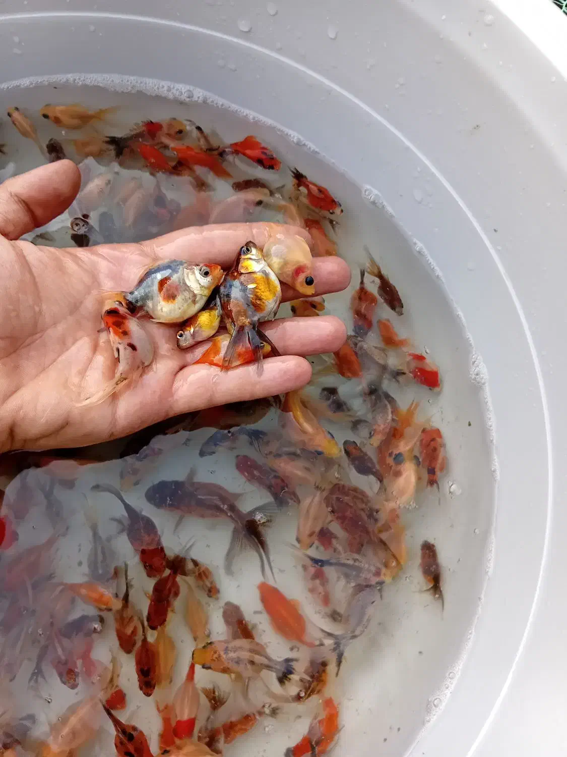 ماهی قرمز و کالیکو|ماهی|رشت, یخسازی|دیوار