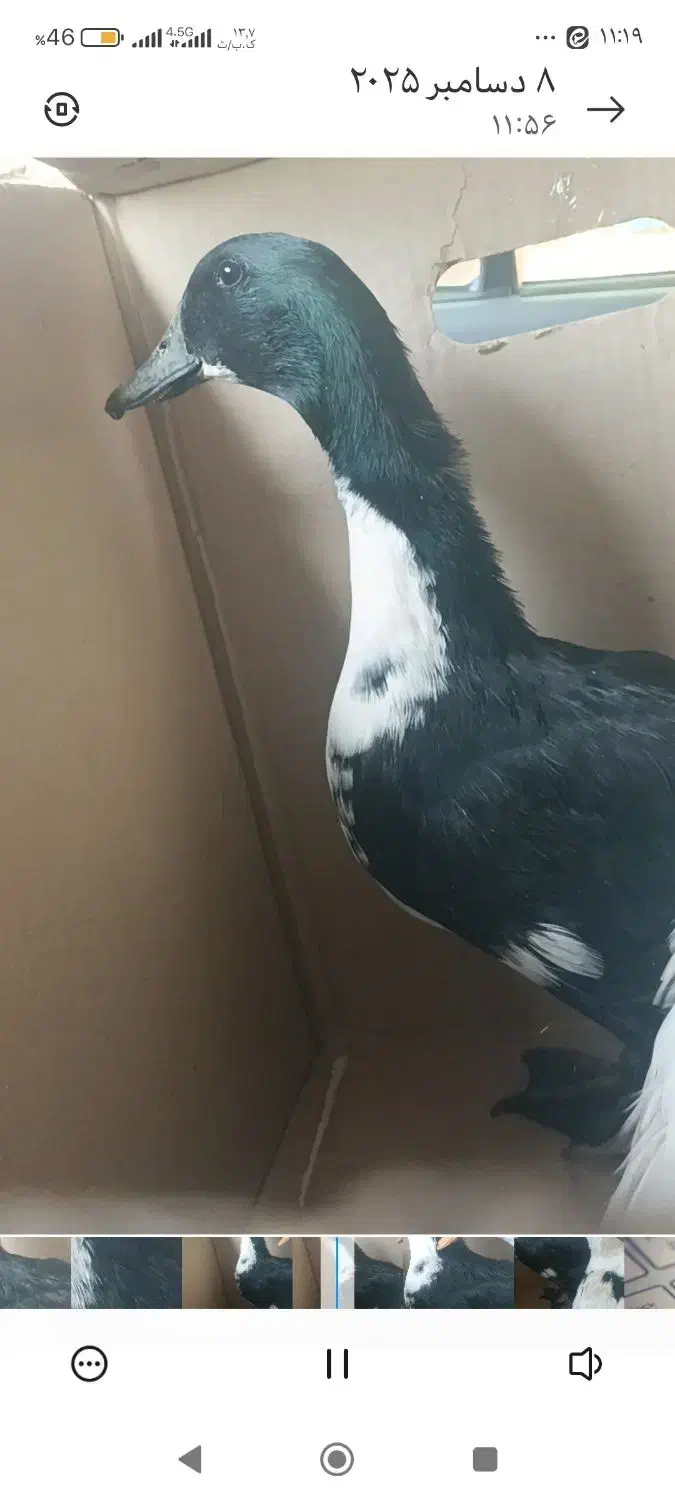 دو عدد اردک نر و ماده|حیوانات مزرعه|صدرا-فارس, فاز ۱|دیوار