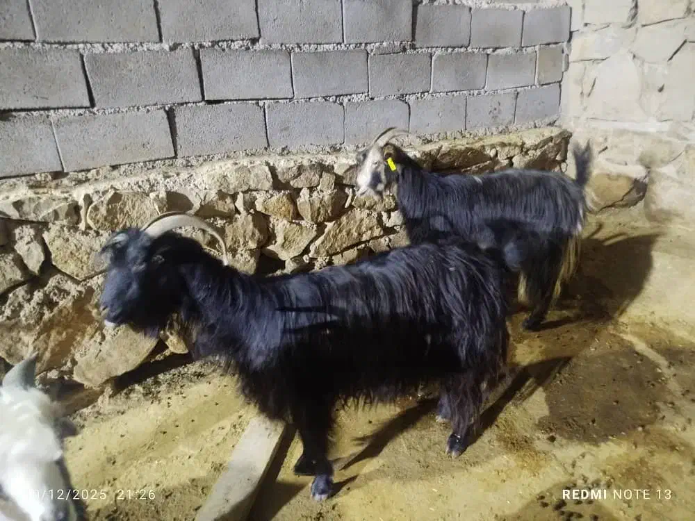 دو عدد بز ابستن|حیوانات مزرعه|اندیکا, |دیوار