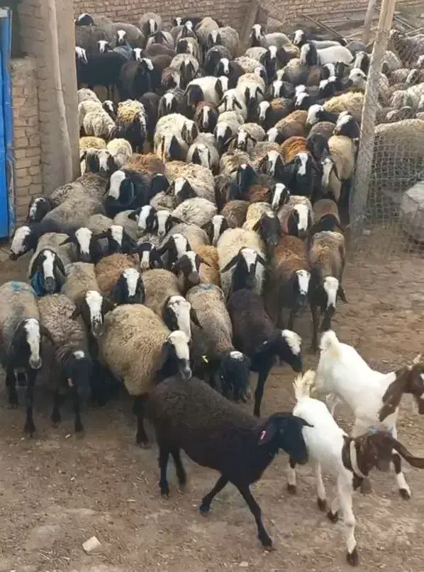 گوسفند شال|حیوانات مزرعه|اصفهان, مسجد مصلی|دیوار