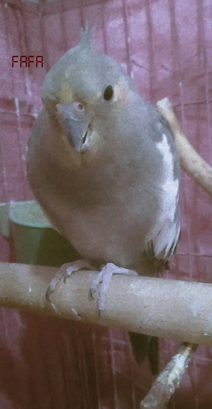 گمشده|حیوانات|خرم‌آباد, |دیوار