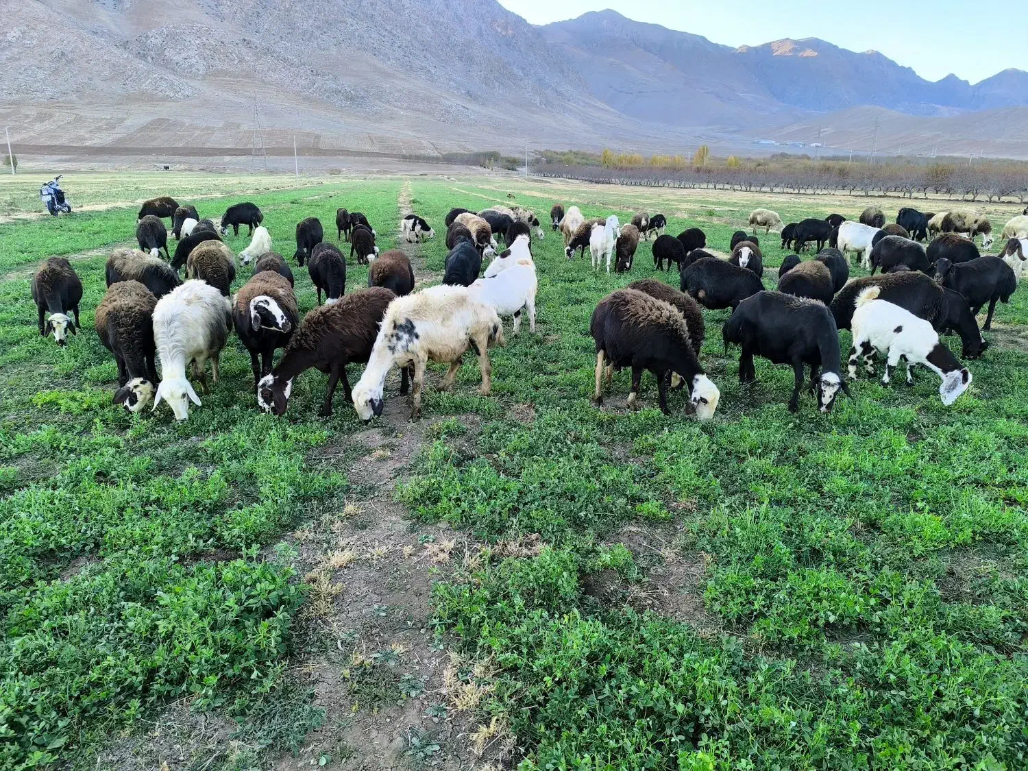 میش و بره جوان و آبستن قوچ پلنگی بز گوسفند|حیوانات مزرعه|بروجرد, |دیوار