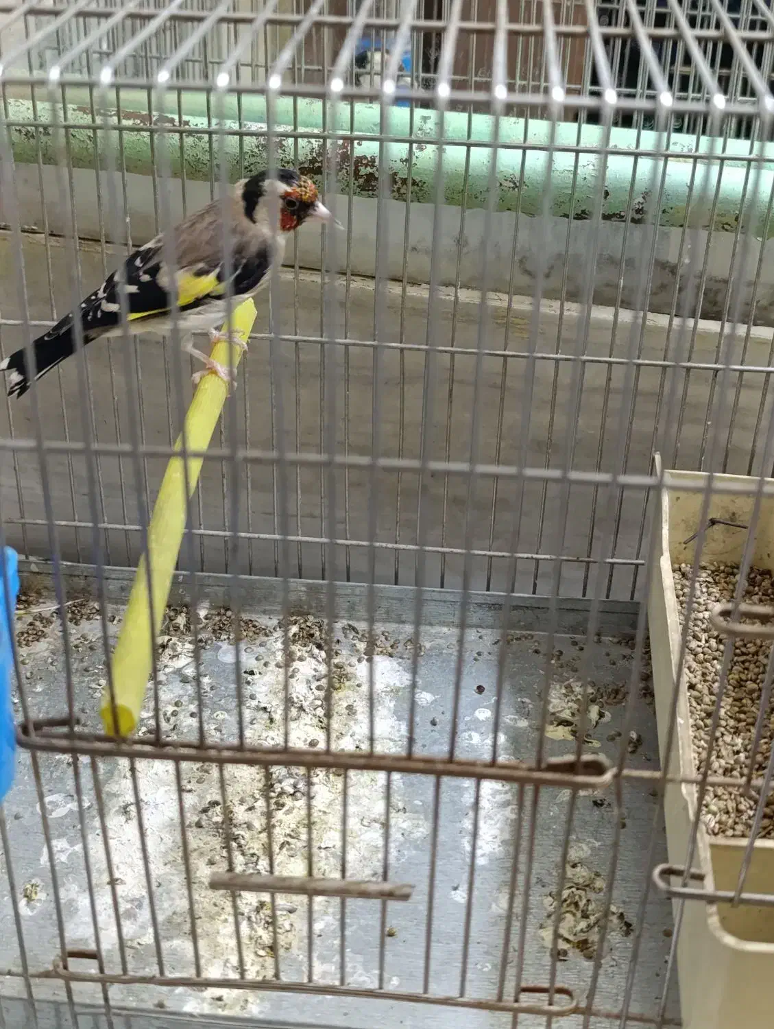 سهره جوجه قفس|پرنده|بروجرد, |دیوار