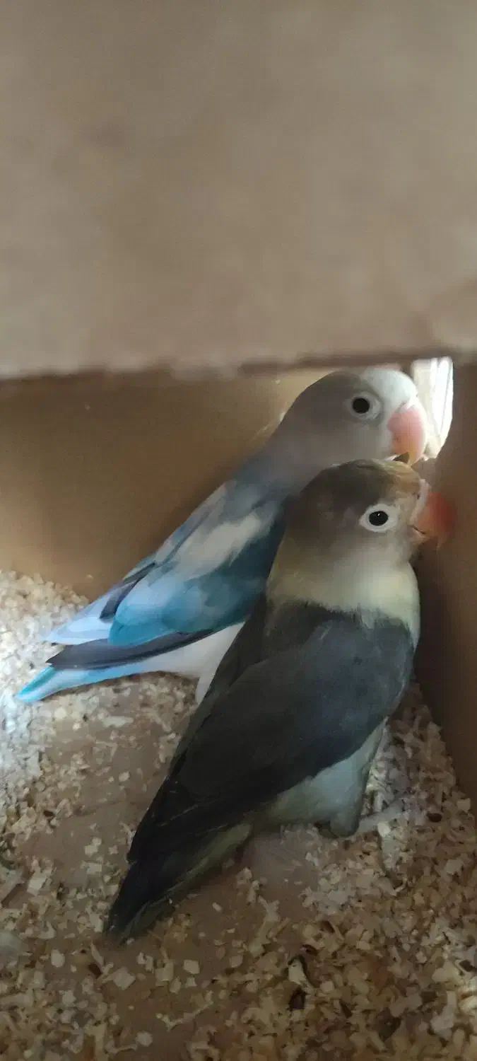 جفت طوطی برزیلی|پرنده|کازرون, |دیوار