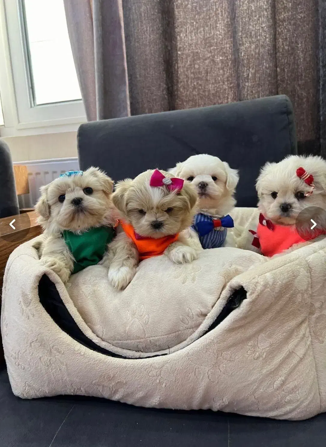 انوا.ع نژاد سگ های خانگی|سگ|شیراز, دانشکده دامپزشکی شیراز|دیوار