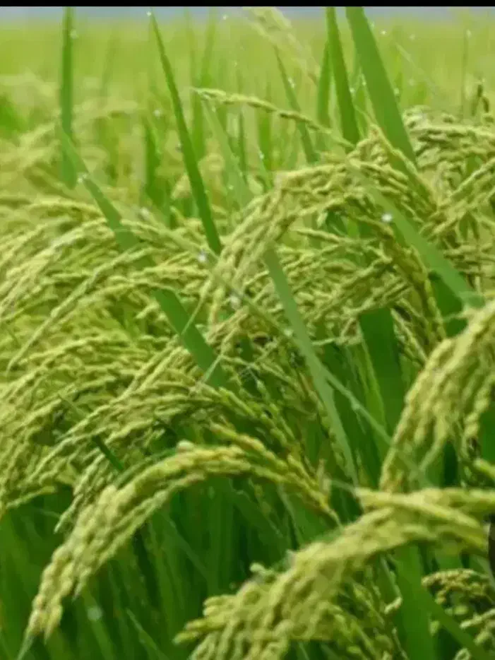 برنج عنبربو دشت دیره|خوردنی و آشامیدنی|گیلان غرب, |دیوار