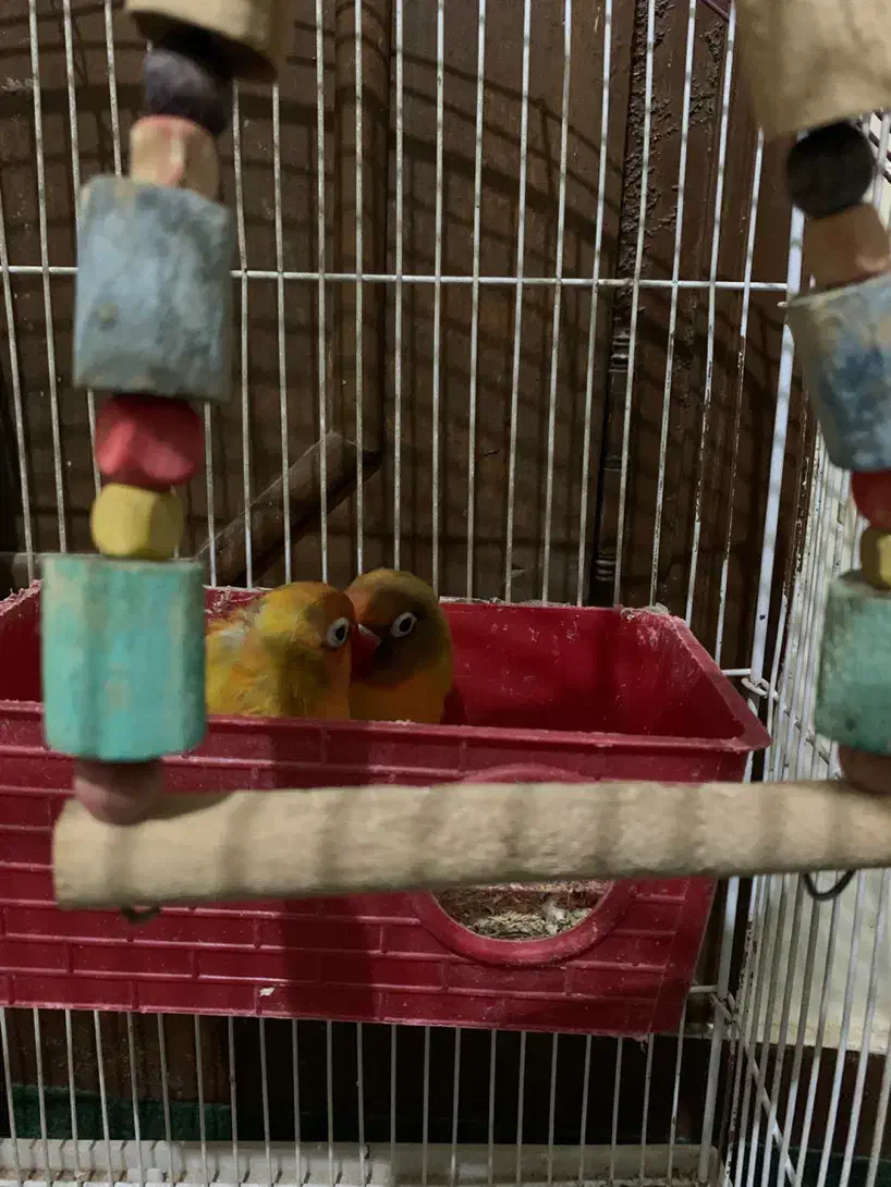 معاوضه طوطی برزیلی با هرچی|پرنده|شاهین‌شهر, شهرک گلدیس|دیوار