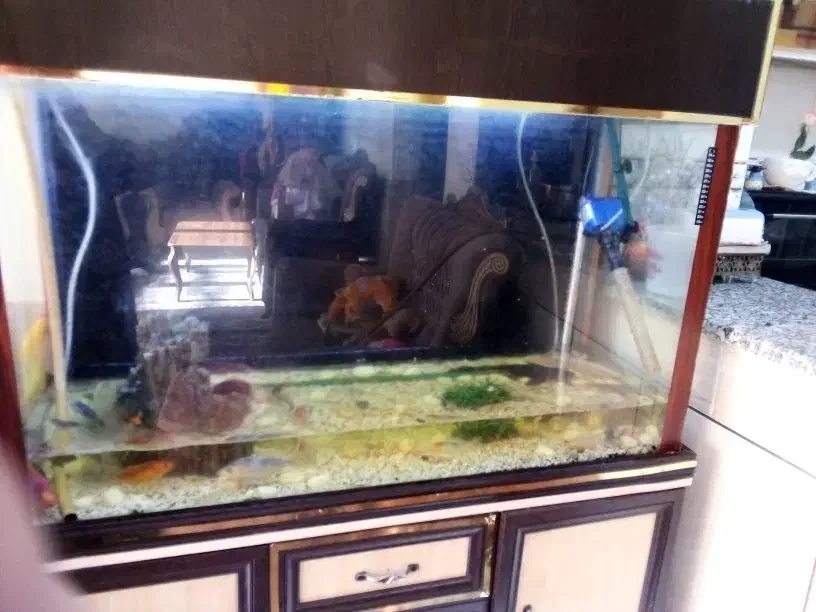 یه عدد آکواریوم بزرگ و زیبا|ماهی|شهرکرد, |دیوار