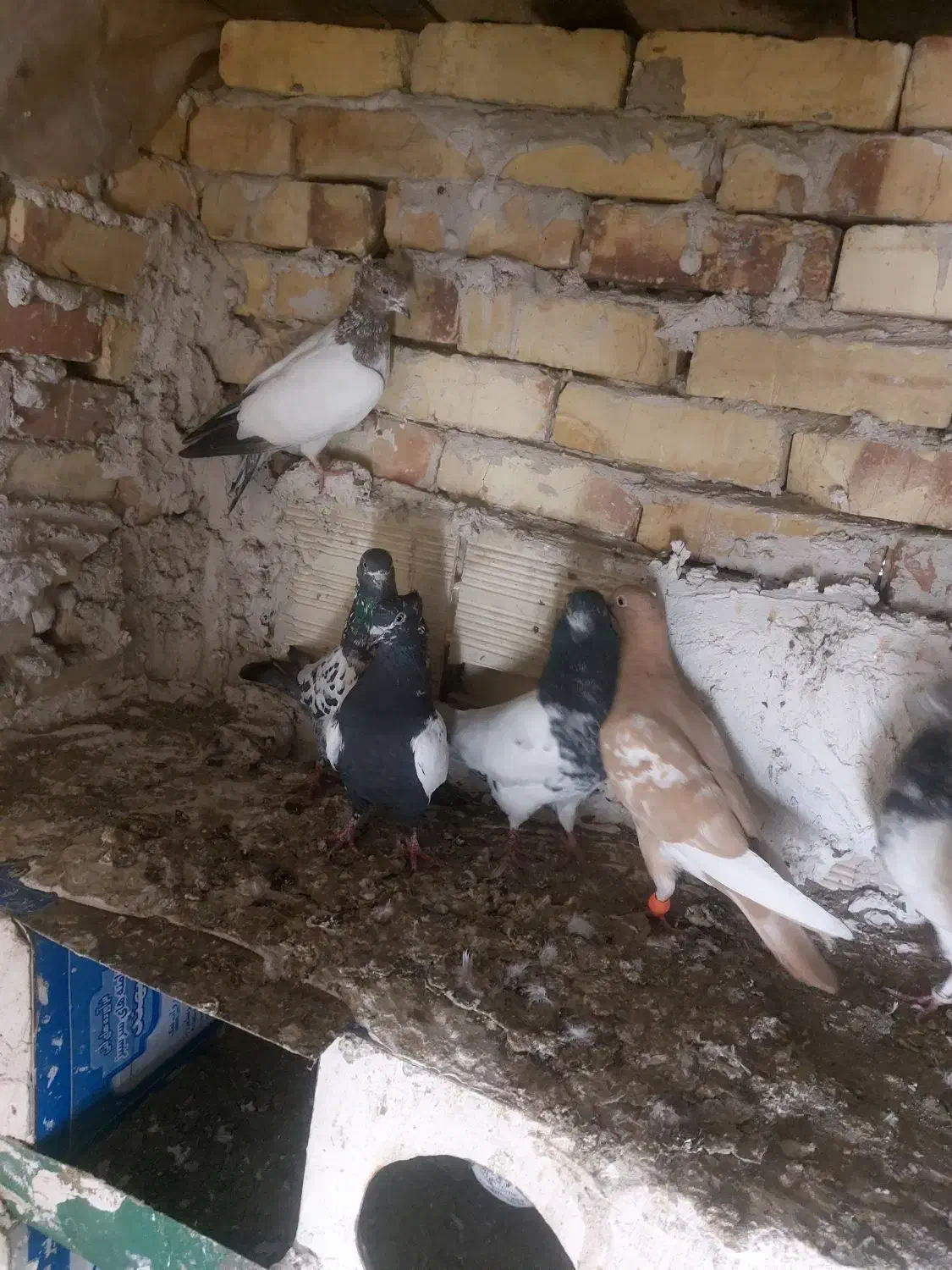 کفتر|پرنده|بستان آباد, |دیوار