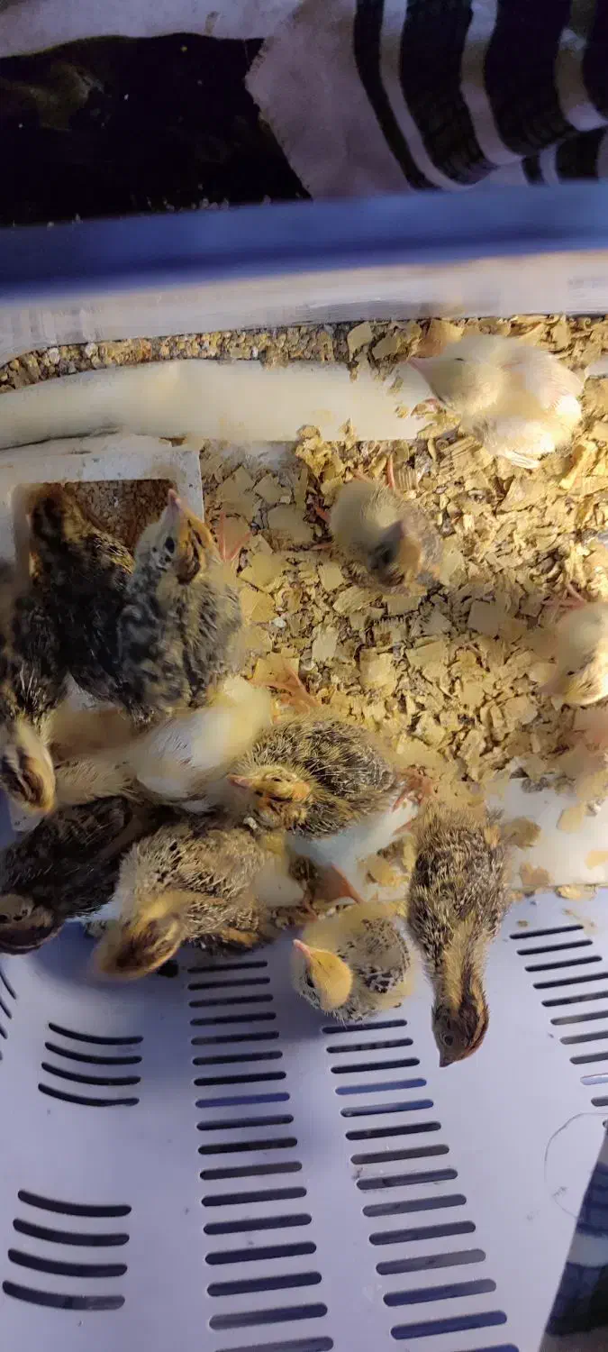 جوجه بلدرچین|حیوانات مزرعه|آزادشهر, |دیوار