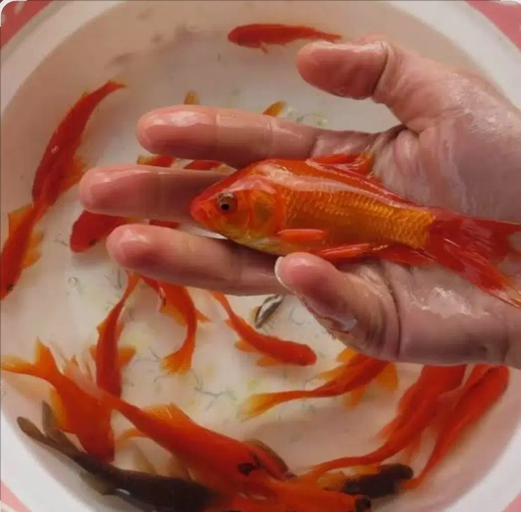 ماهی قرمز شب عید عمده|ماهی|کیش, |دیوار