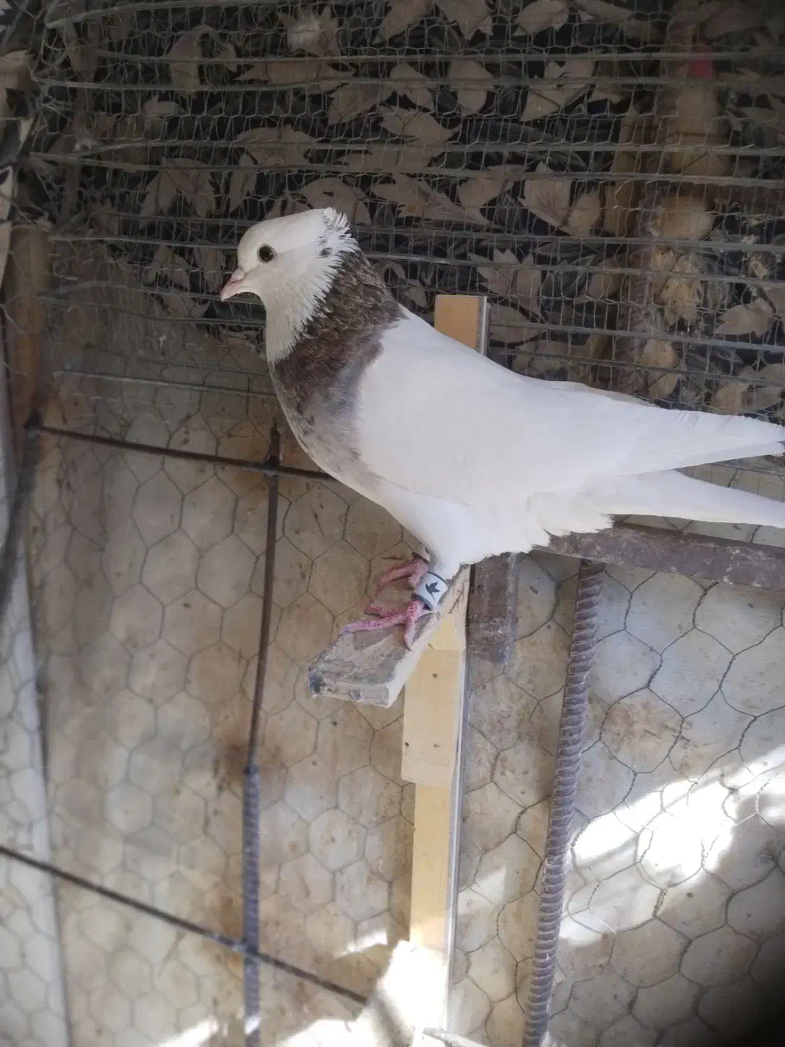 طوقی سور سفید|حیوانات|بم, |دیوار