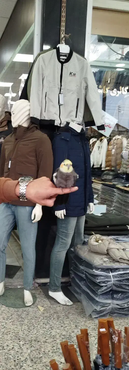 عروس هلندی نر و ماده دستی باقفس|پرنده|آستارا, |دیوار