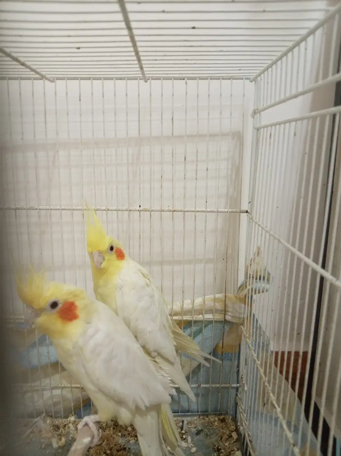 عروس هلندی|پرنده|فردوس (خراسان), |دیوار