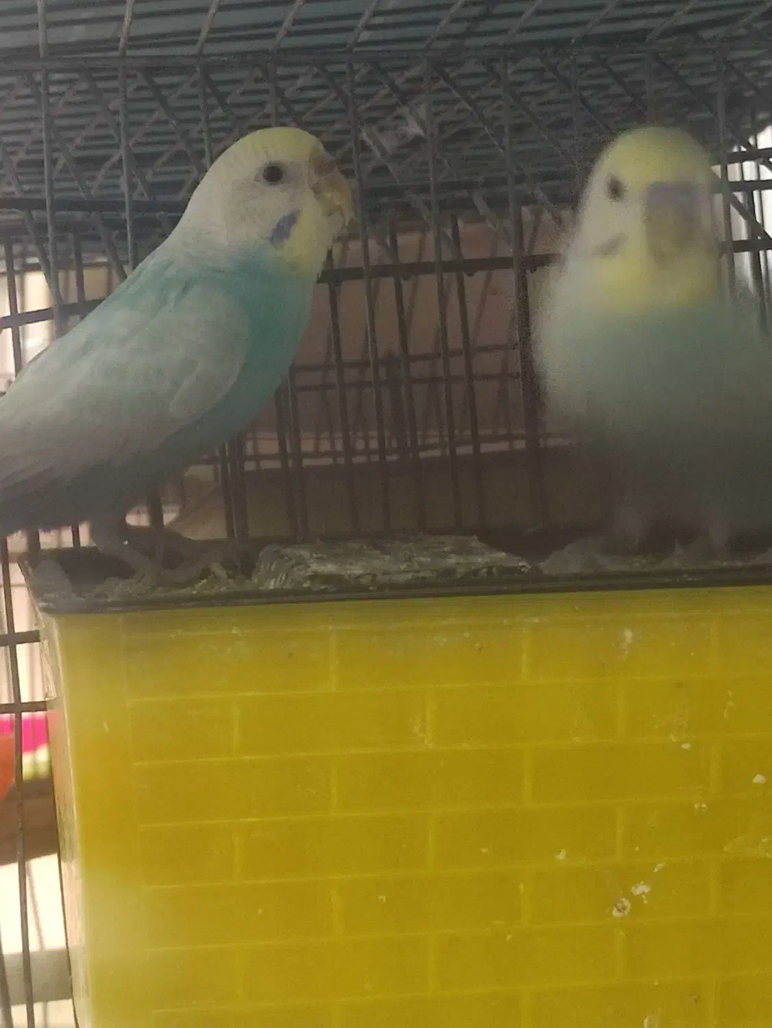 فروش چند جفت مرغ عشق مولد|پرنده|آبادان, |دیوار