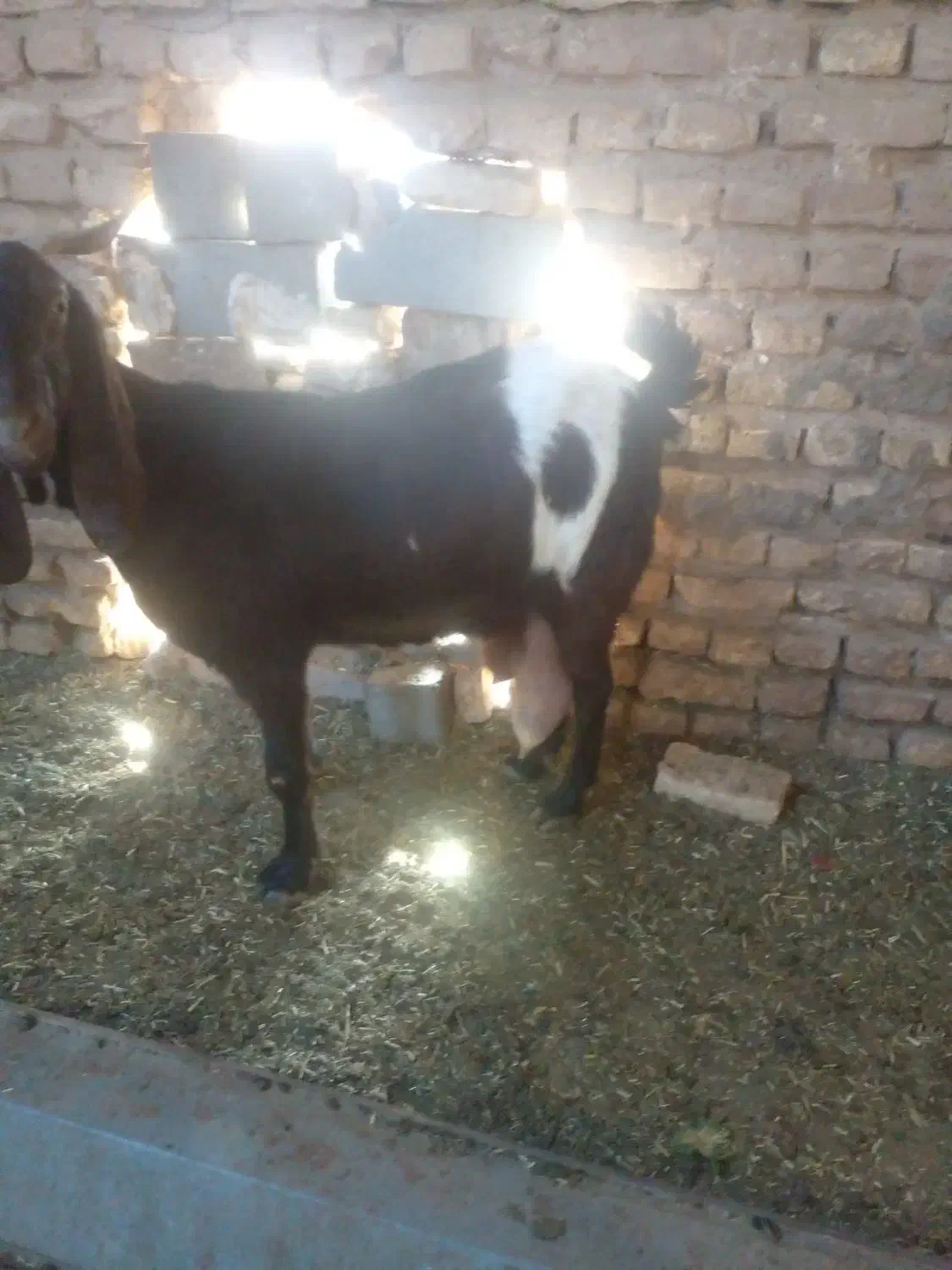 شیر بز|حیوانات مزرعه|تربت جام, کشتارگاه|دیوار