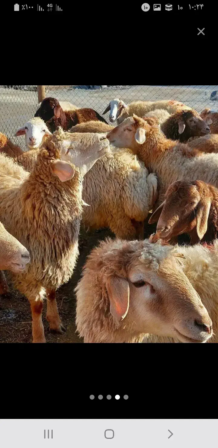 شیشک قربان|حیوانات مزرعه|قزوین, |دیوار