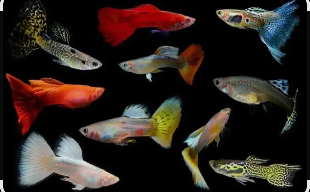 ماهی گوپی|ماهی|سبزوار, امام خمینی (ناوی)|دیوار