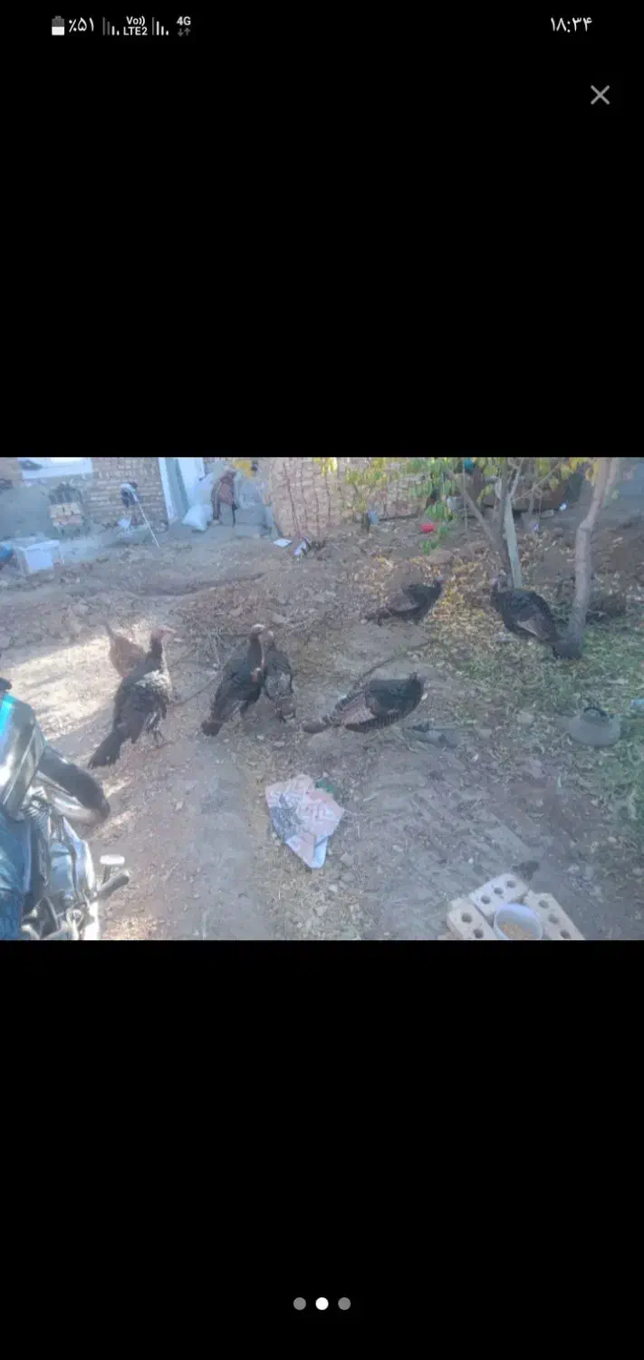 فروش ۶عدد بوقلمون ویک خروس|حیوانات مزرعه|شبستر, |دیوار