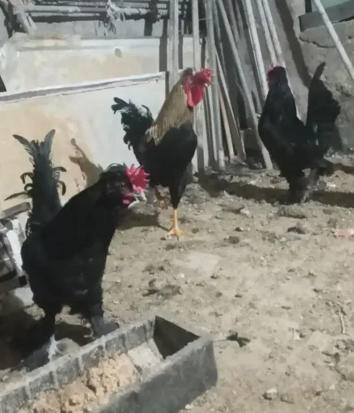 فروش چند عدد بوقلمون و خروس|حیوانات مزرعه|خنداب, |دیوار