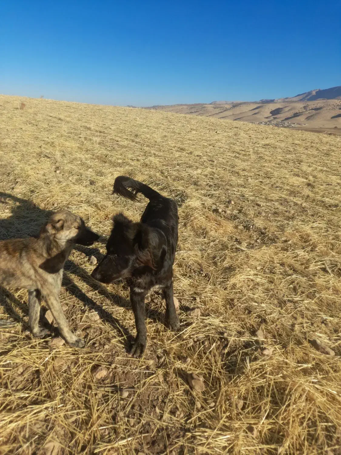 سگ سرابی|سگ|گیلان غرب, |دیوار