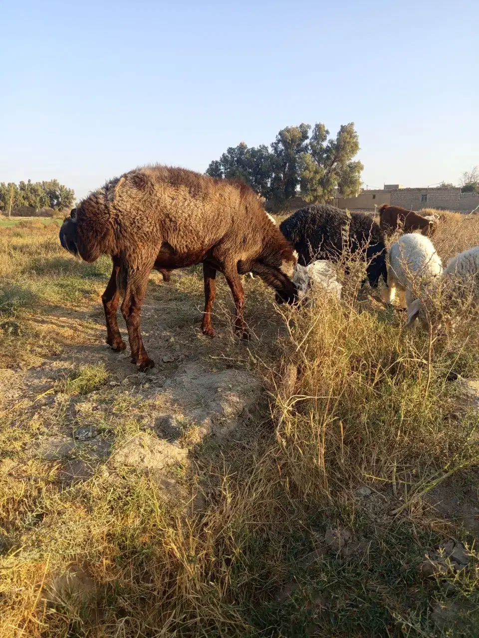 قوچ افشاری|حیوانات مزرعه|جزنیک, |دیوار