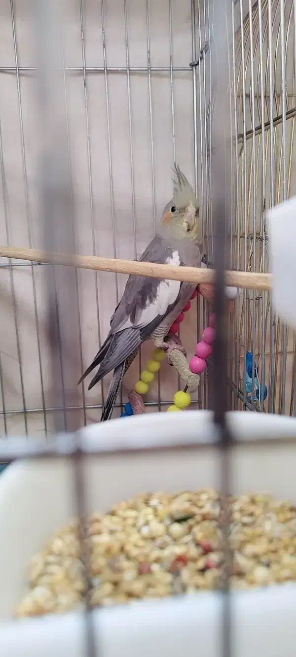 عروس هلندی|پرنده|کرمانشاه, |دیوار