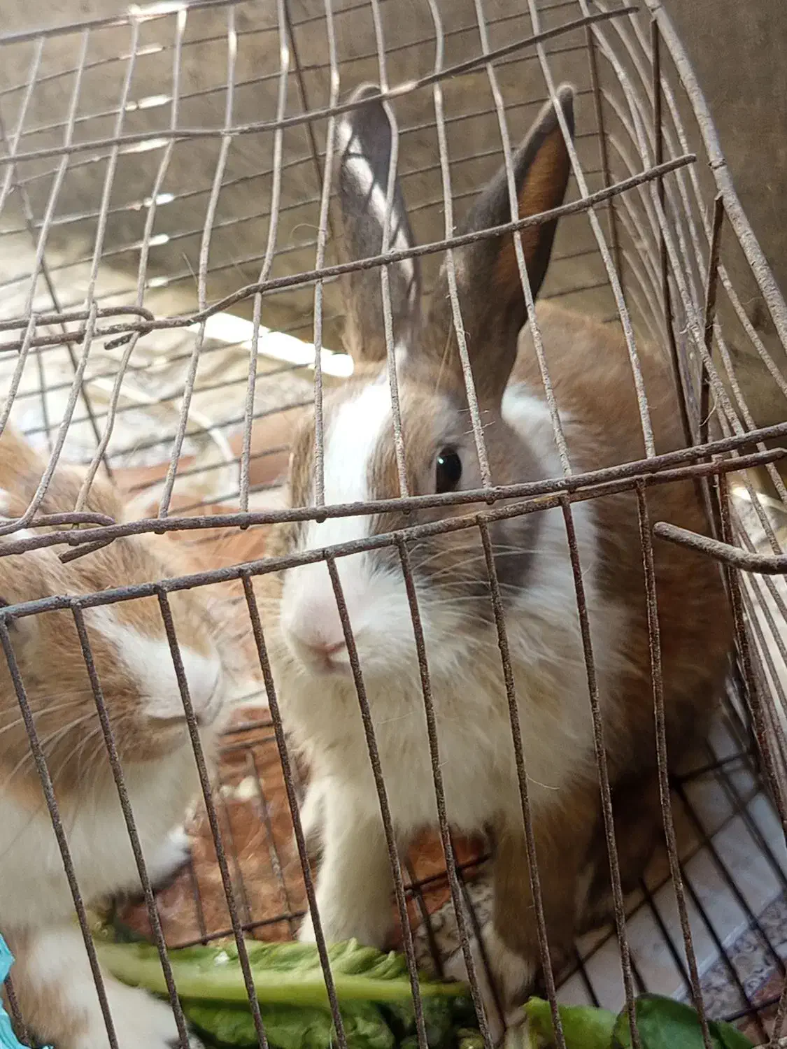 خرگوش|موش و خرگوش|میناب, |دیوار