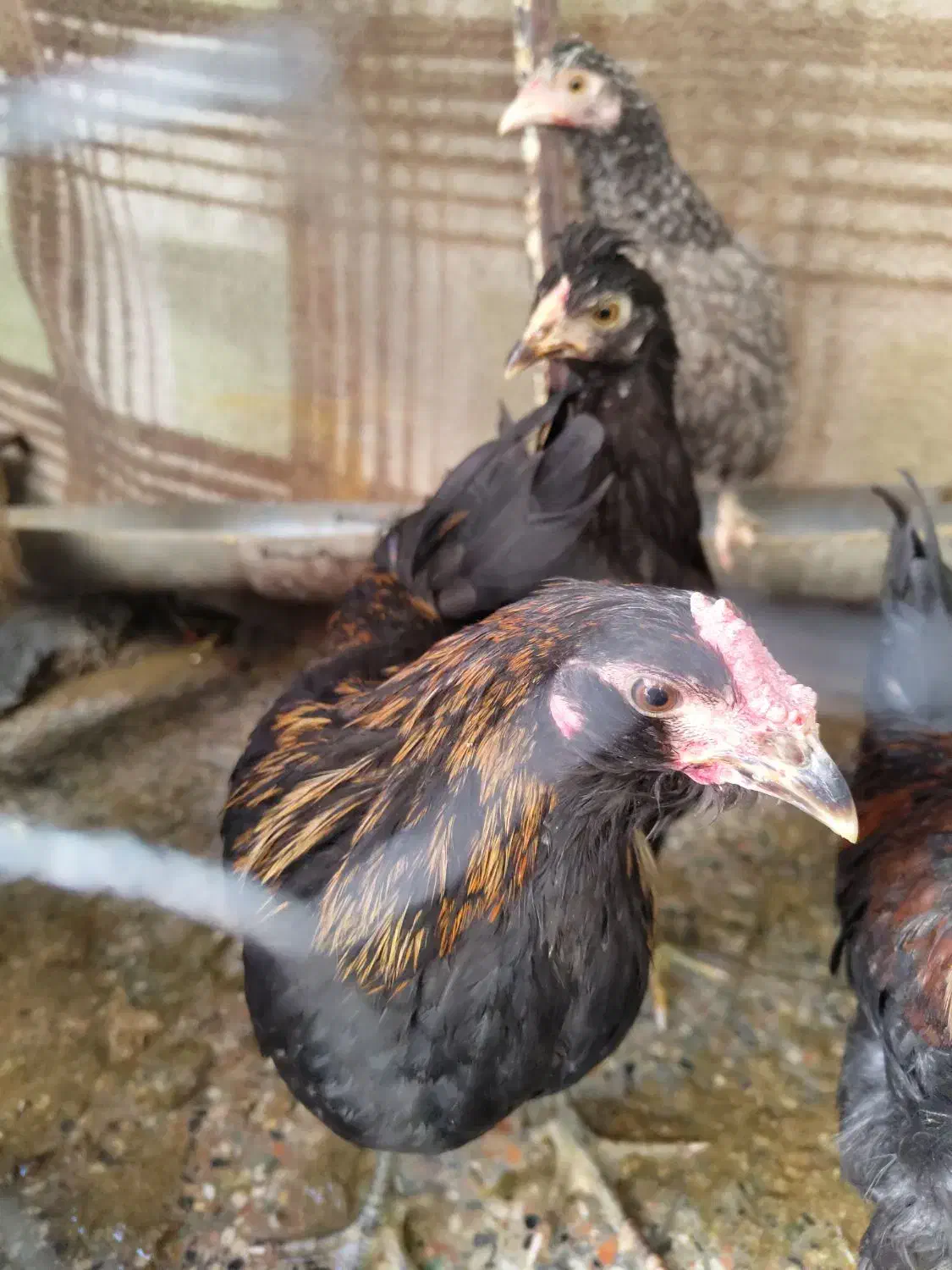 جوجه گلین|حیوانات مزرعه|مبارکه, |دیوار