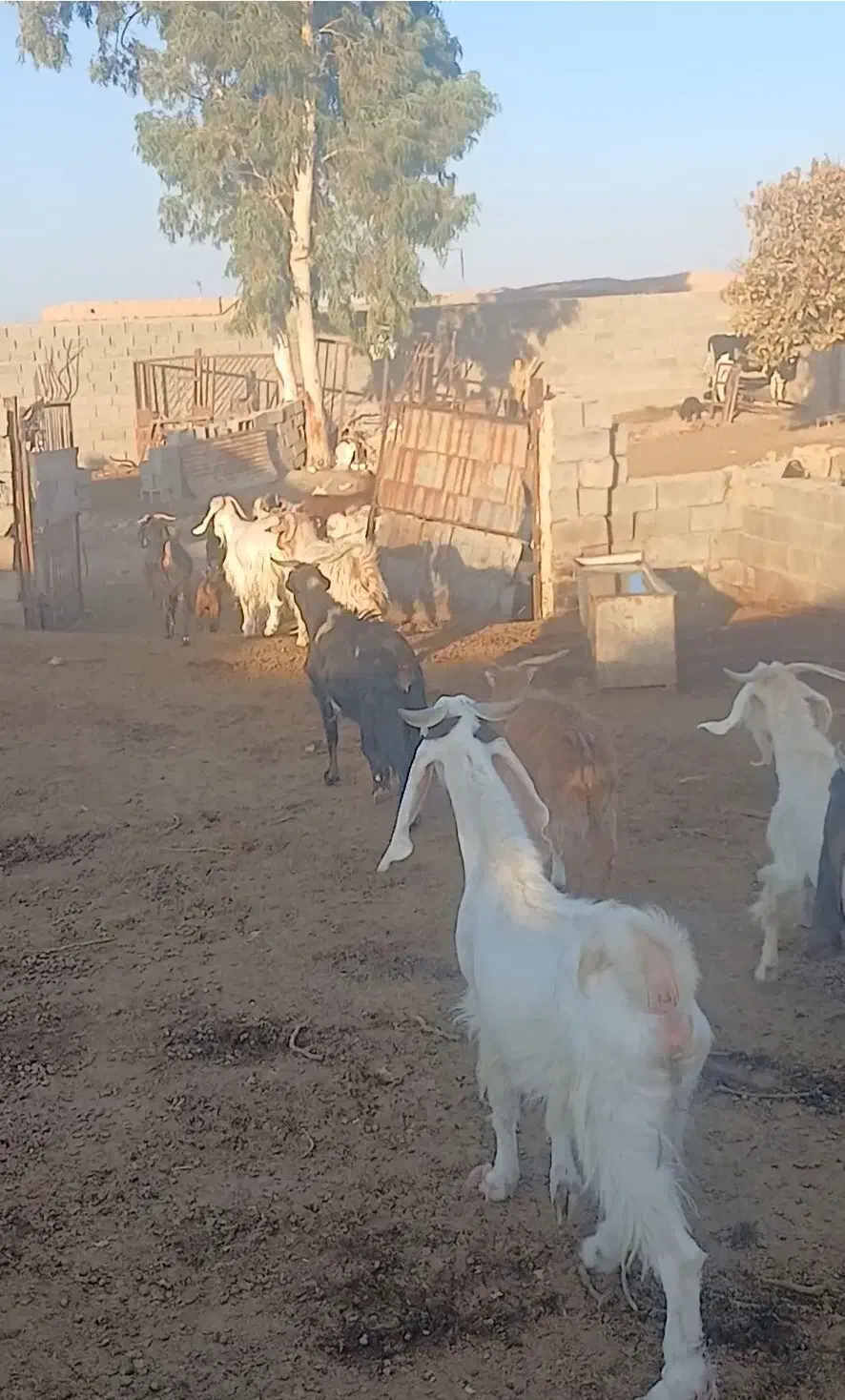 گیسه|حیوانات مزرعه|رفسنجان, |دیوار