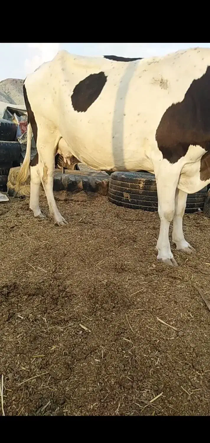 فروش گاو شیری آرام مخصوص در خونه|حیوانات مزرعه|کوخرد هرنگ, |دیوار