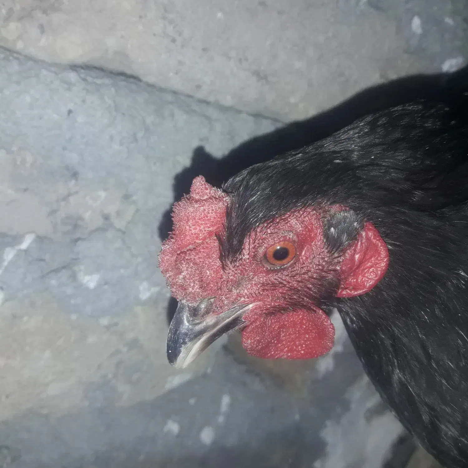 مرغ وخروسیک|حیوانات مزرعه|شهریار, دهشاد بالا|دیوار