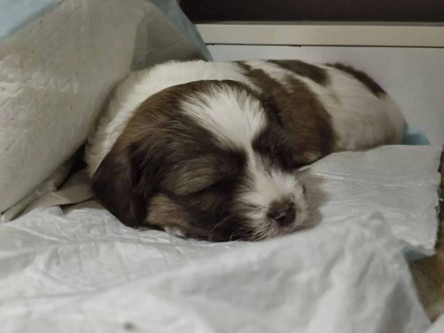 واگذاری توله شیتسو نر|سگ|ساری, |دیوار