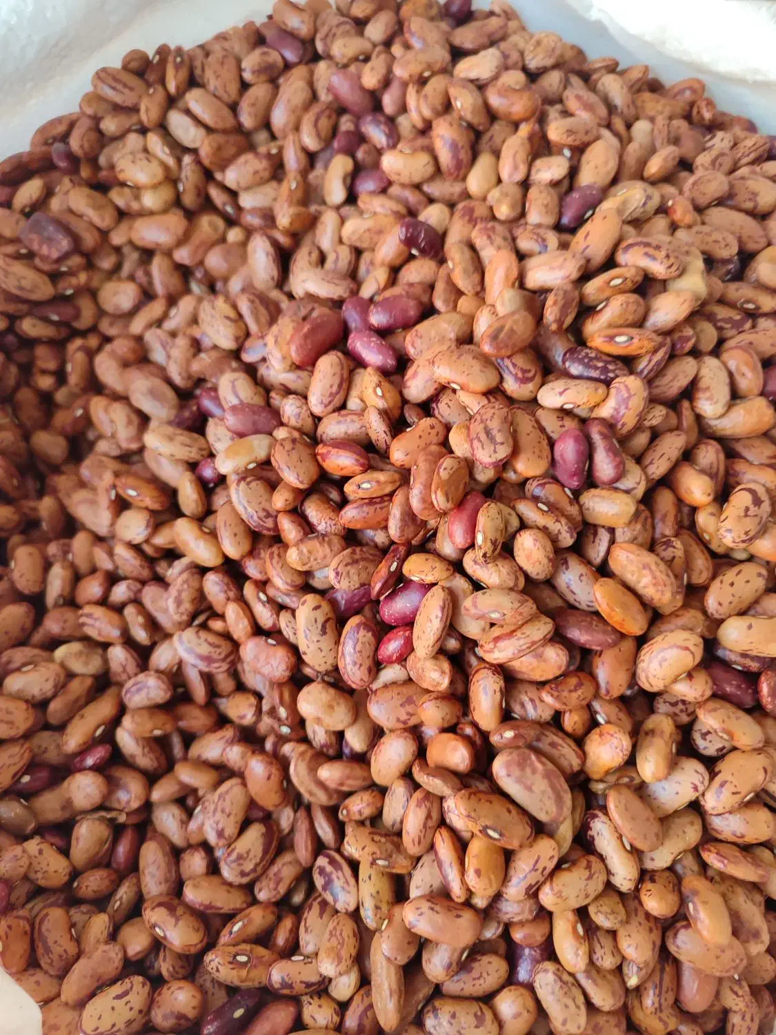 لوبیا چیتی خارجی و ایرانی|عمده‌فروشی|تهران, هرندی|دیوار