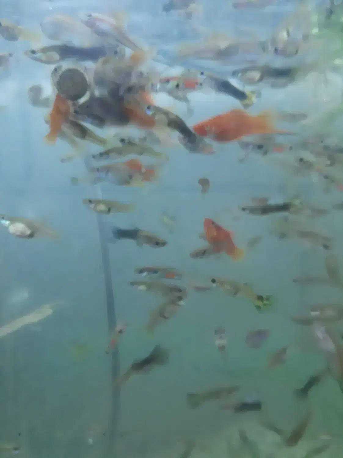 گوپی و دم شمشیری|ماهی|اهواز, لشکرآباد|دیوار