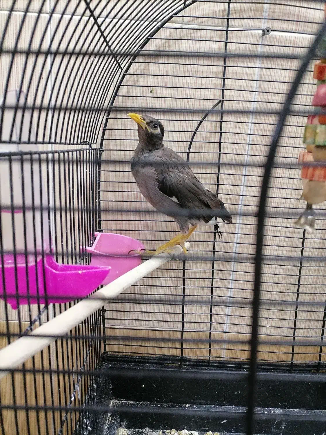 جوجه مرغ مینا|پرنده|قم, نیروگاه|دیوار