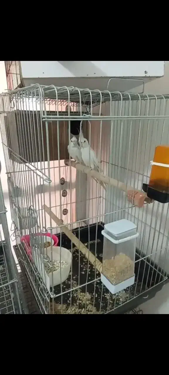 طوطی عروس هلندی جفت مولد|پرنده|همدان, |دیوار