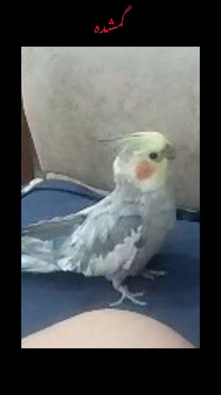 عروس هلندی گم شده|حیوانات|اندیشه, اندیشه فاز ۱|دیوار