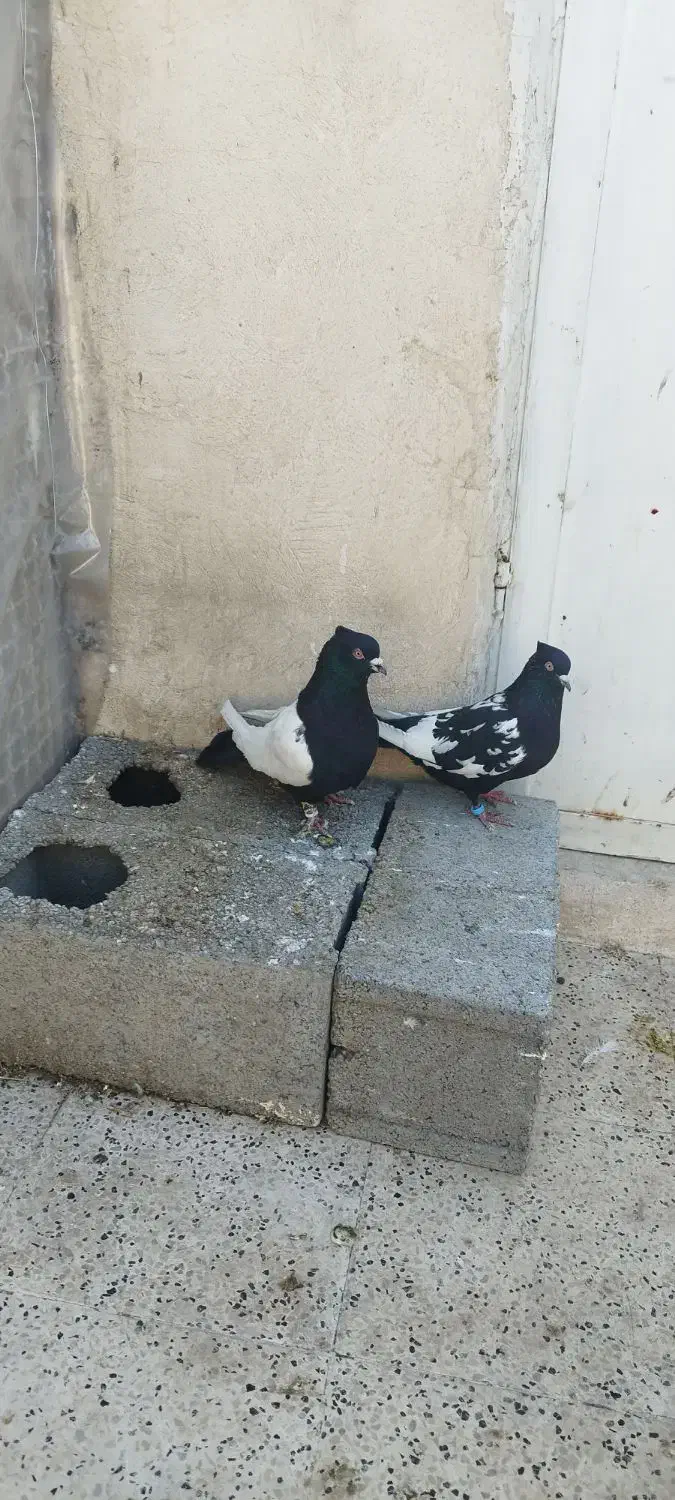 سینه سیاه|پرنده|مشهد, مشکینی (شهرک غرب)|دیوار