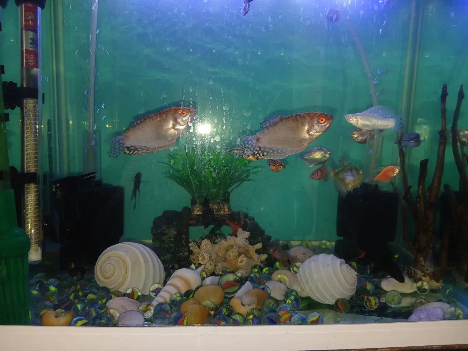 آکواریوم|ماهی|بندر انزلی, ژاندارمری|دیوار