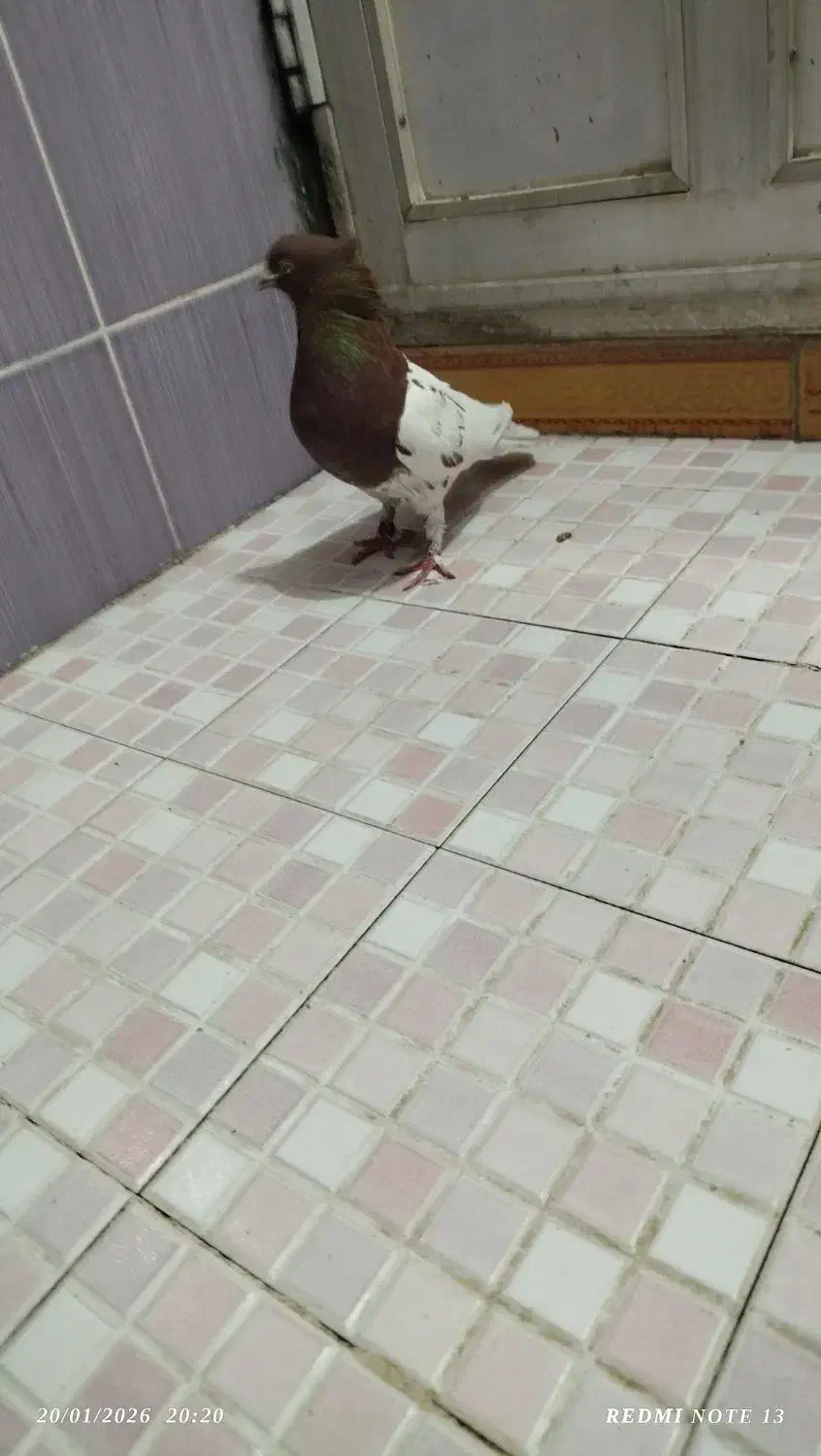 کله سرخ نر کلایی|حیوانات|بم, |دیوار