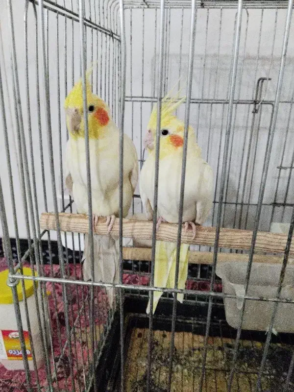 عروس هلندی|پرنده|صحنه, |دیوار